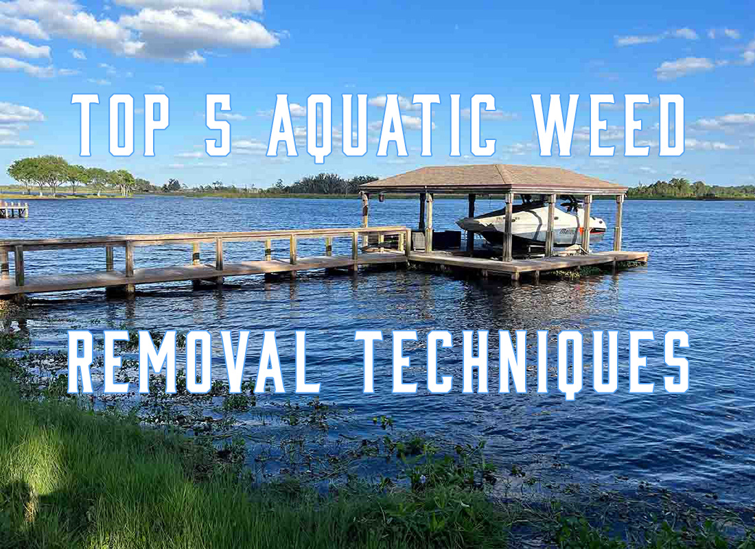Top 5 Aquatic Weed Removal Techniques