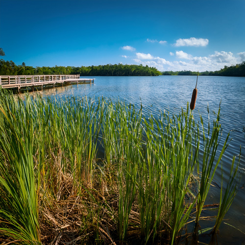 Windermere shoreline overrun with cat tail weeds that need to be removed