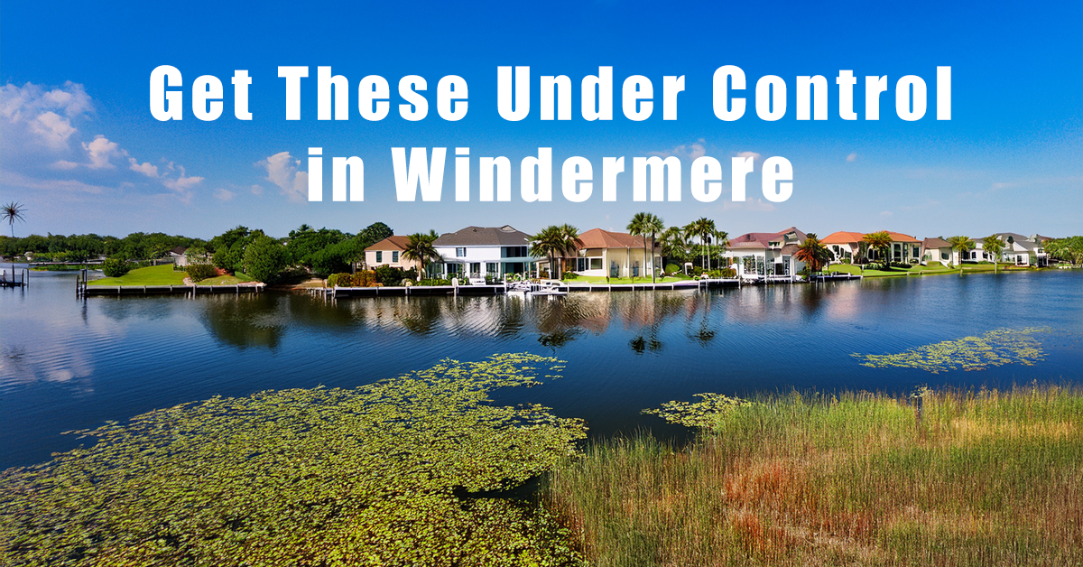 Lake Front Weed and Algae Clean Up in Windermere