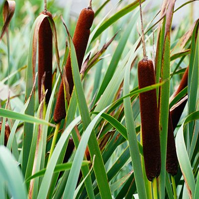 Removing invasive species such as Cattails raises property values